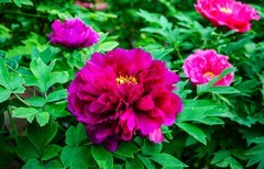 国色天香牡丹花（五）