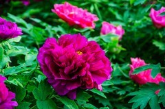 国色天香牡丹花（五）