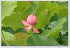 荷花【丙午年-161】