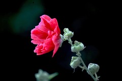 花卉  3