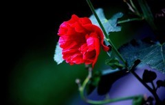 花卉  3