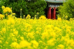 2026年第0624贴 -北海公园油菜花（0920）