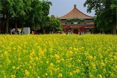 2026年第0624贴 -北海公园油菜花（0920）
