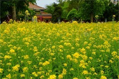 2026年第0623贴 -北海公园油菜花（0920）