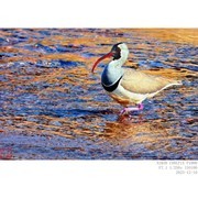 251210 鹮嘴鹬—2