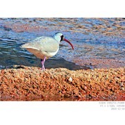 251210 鹮嘴鹬—2