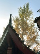 秋影*堤角公园2——武汉随笔