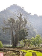 2025.3.22巴马小众观景游（2）