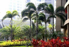 1068【不老松：二游海南纪实】临高长島兰湾二期景！[07集]