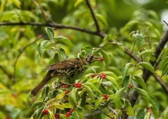 宝兴歌鸫（12）