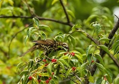 宝兴歌鸫（12）
