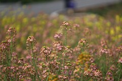 农大多彩油菜花试验田3
