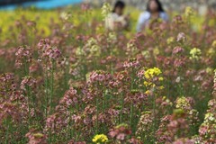 农大多彩油菜花试验田3