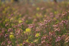 农大多彩油菜花试验田3