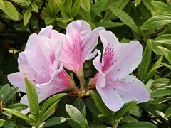 拍摄花卉一（940）