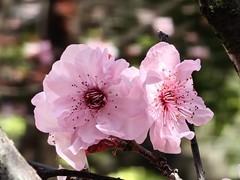 拍摄花卉一（940）