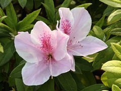 拍摄花卉一（940）