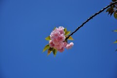 2026花卉植物赏析———樱花【13】
