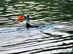 【视觉光影】明 湖 鸬 鹚 （10）