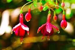 红色吊钟花开