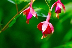 红色吊钟花开