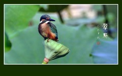 体小灵动披翠衣，喙尖眼犀善捕鱼