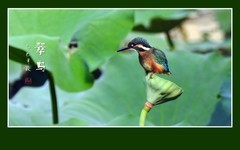 体小灵动披翠衣，喙尖眼犀善捕鱼