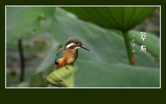 体小灵动披翠衣，喙尖眼犀善捕鱼