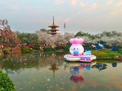 武汉东湖樱花园21