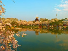 武汉东湖樱花园21