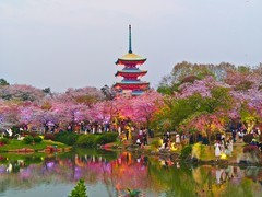 武汉东湖樱花园21