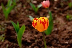 植物园拍郁金香 5