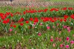 植物园拍郁金香 5