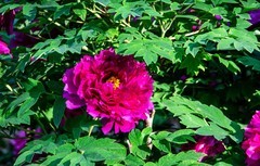 国色天香牡丹花（六）