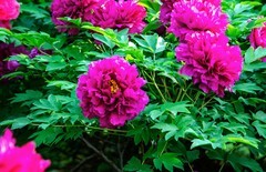 国色天香牡丹花（六）