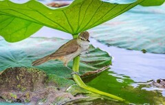 大苇莺（十六）