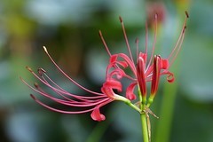 彼岸花（四）