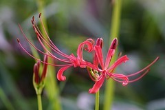 彼岸花（四）