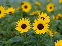 葵花