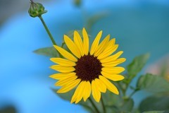 葵花