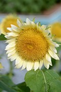 葵花
