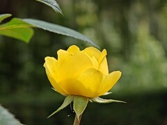 拍摄花卉一（780）