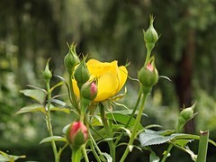 拍摄花卉一（780）