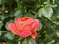 拍摄花卉一（780）