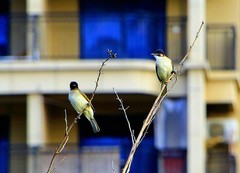 1071【不老松：二游海南纪实】临高长島兰湾的 鸟！