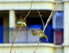 1071【不老松：二游海南纪实】临高长島兰湾的 鸟！