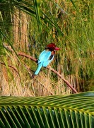 1072【不老松：二游海南纪实】临高长島兰湾的 鸟!