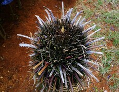 1073【不老松：二游海南纪实】临高长島兰湾特写： 顽强的生命！