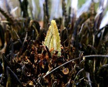 1073【不老松：二游海南纪实】临高长島兰湾特写： 顽强的生命！