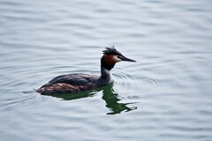 随拍——华山湖的凤头PT（三）
